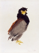 Image 4-9